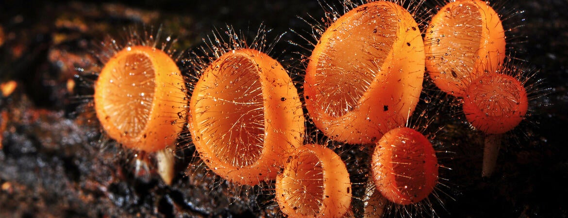 orange cup fungi
