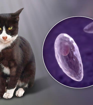 Cat and Toxoplasma gondii