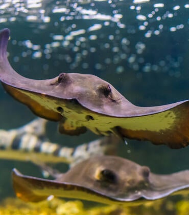 Swimming stingray