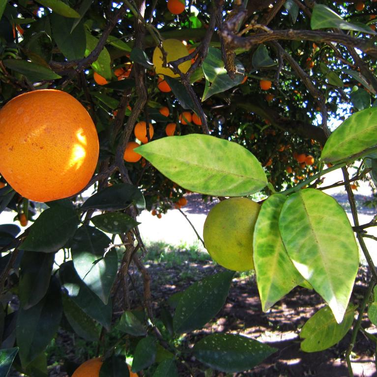 Orange Tree Infected