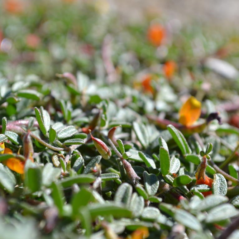 a photo of a pea plant that is native to California.