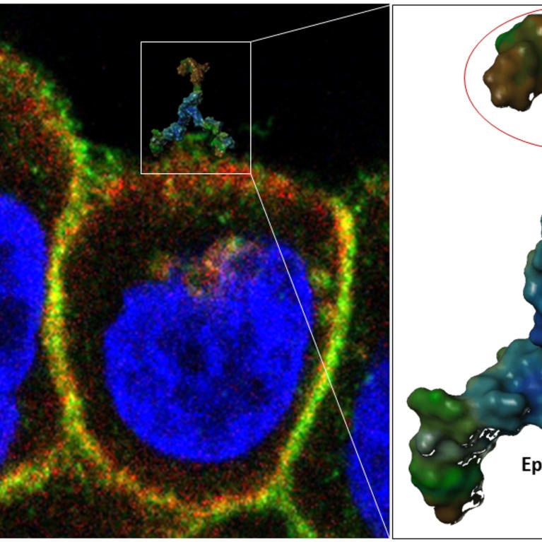 cancer targeting agent