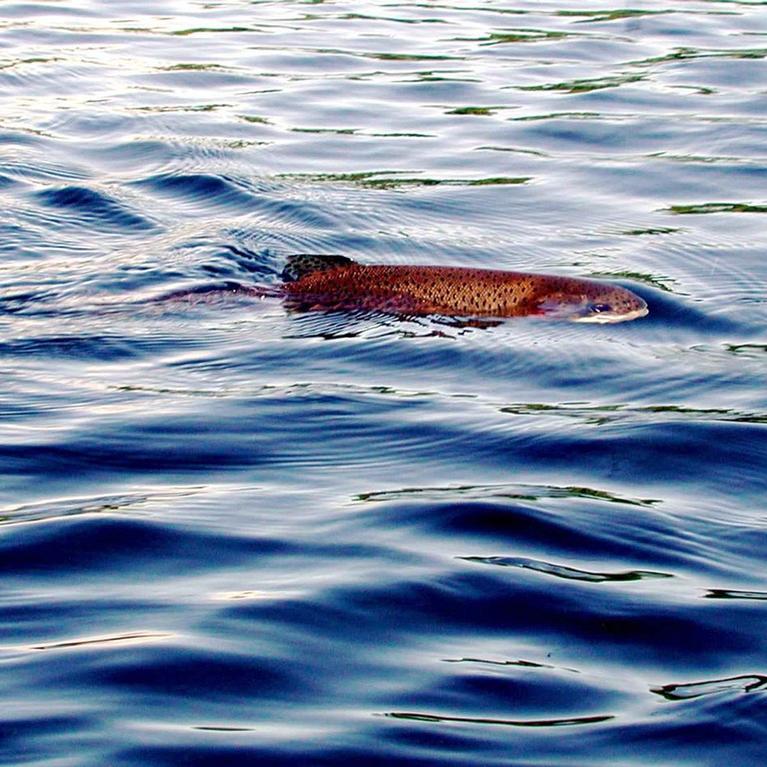 A rainbow trout in the water