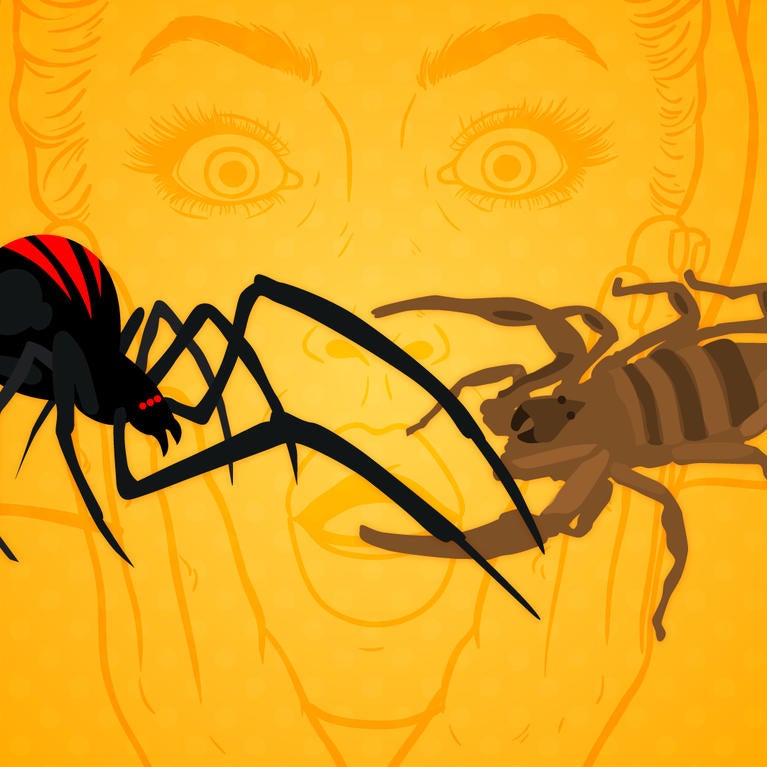 Illustration of scorpion and spider fighting