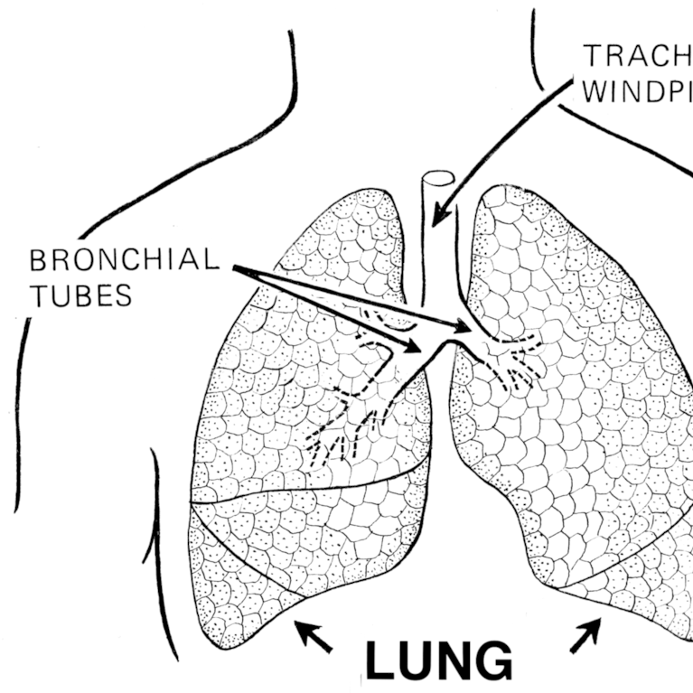 Human lungs