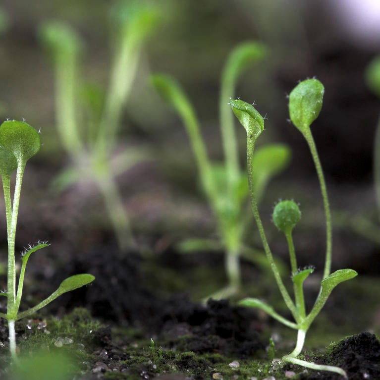 Arabidopsis