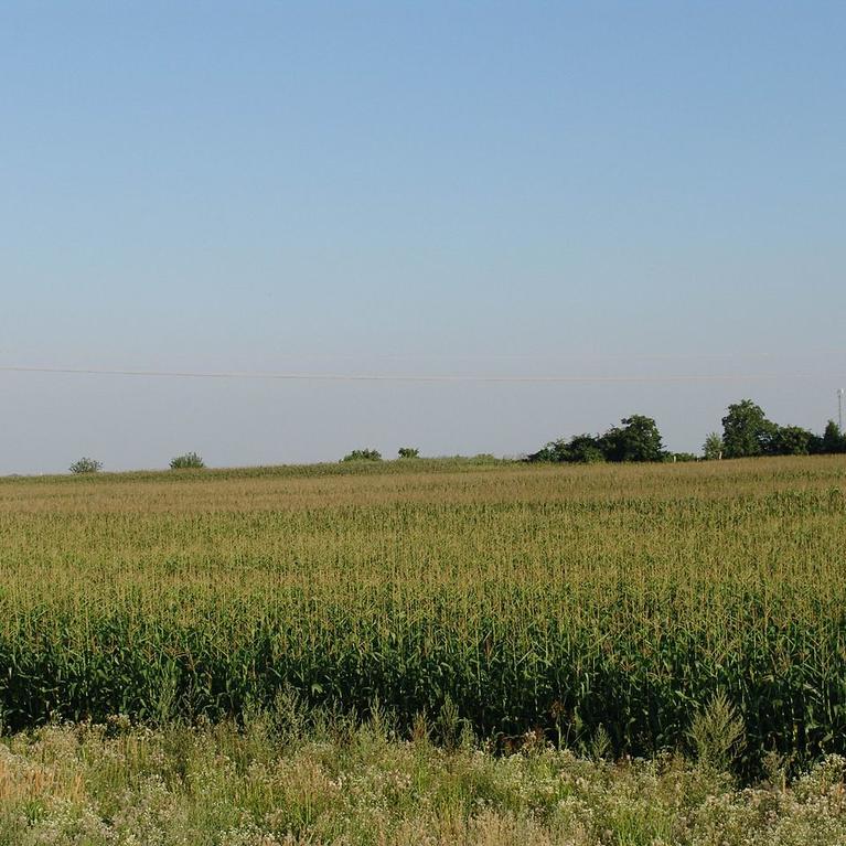 Corn field