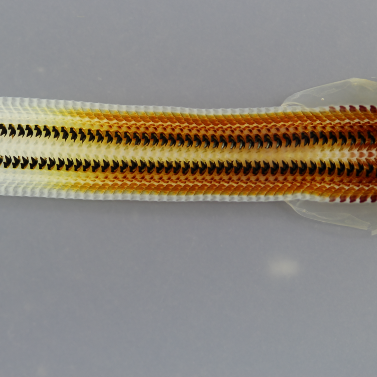Rows of gumboot chiton teeth in a ribbonlike structure.