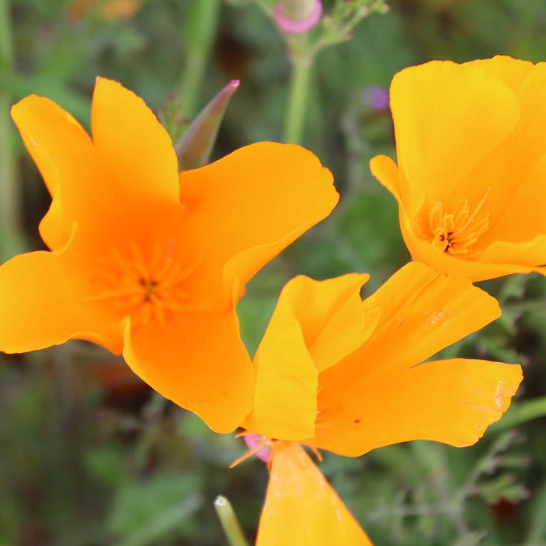Cindi Drake_poppy wildflower