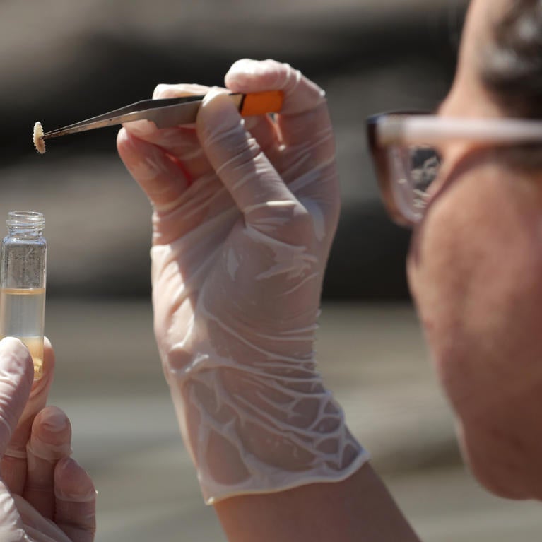 Student collecting maggot for examination. 