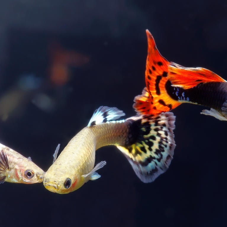 guppies