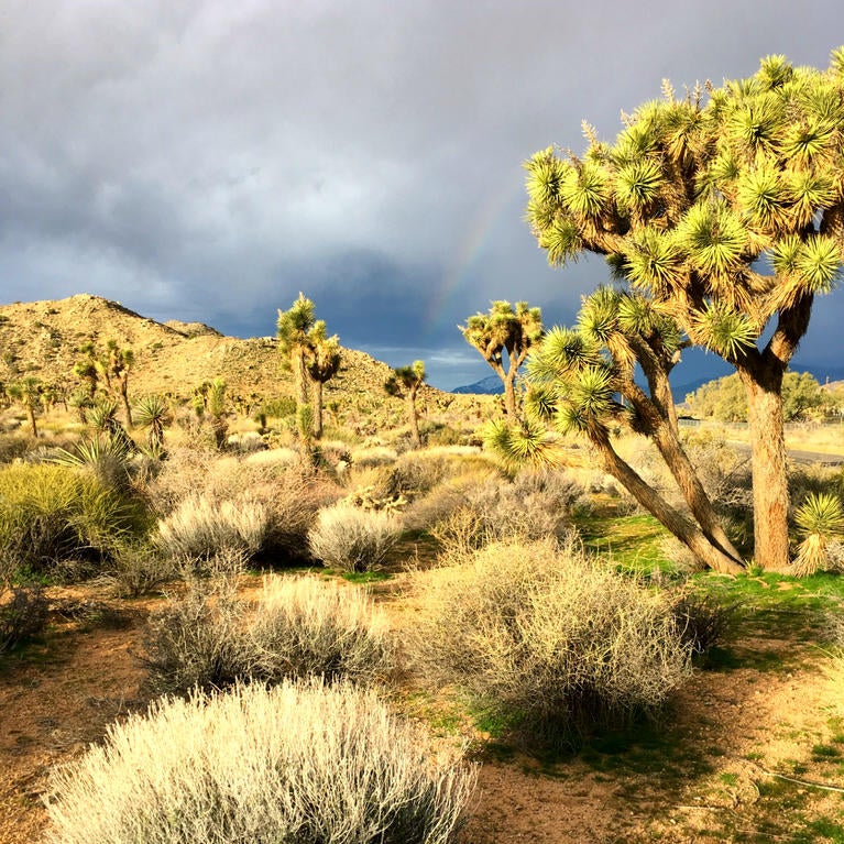 Joshua tree park and rainbow