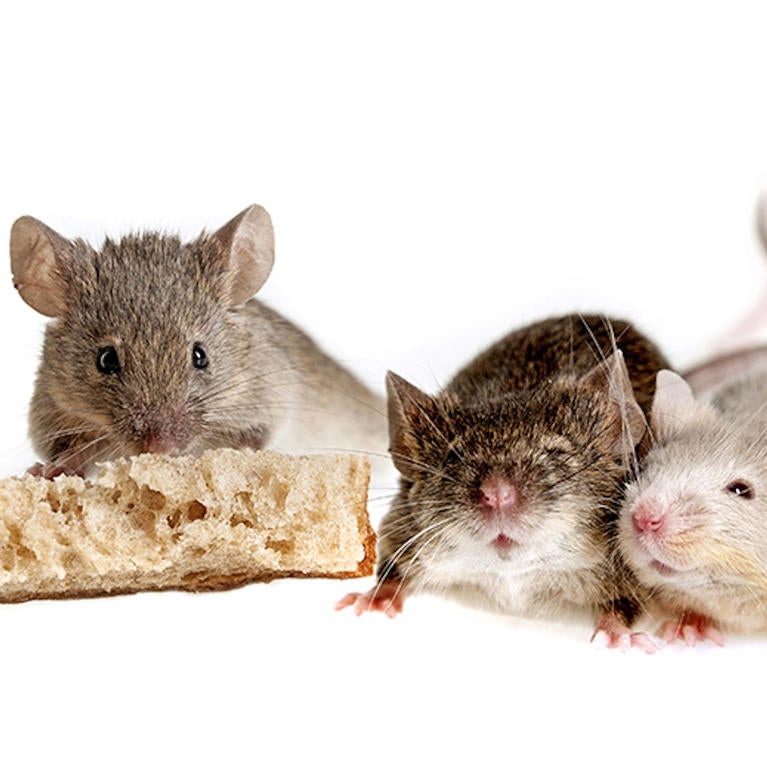 Happy mice