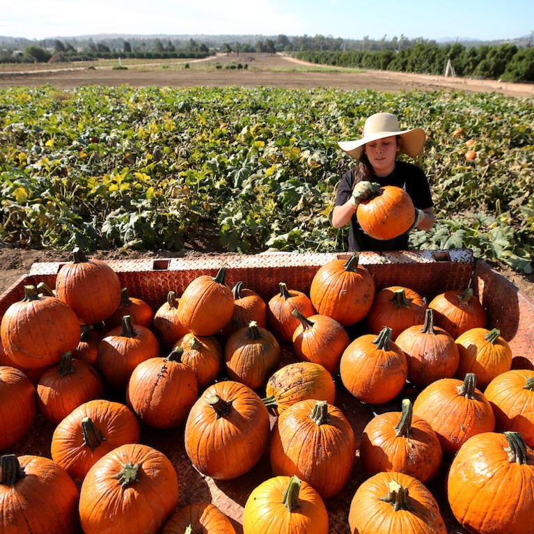 UCR community garden pumpkin patch