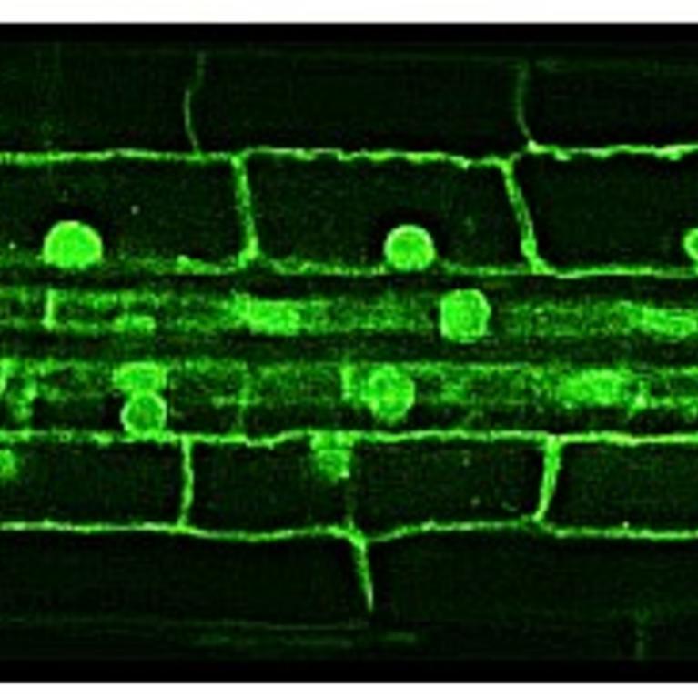 Cellular vision of a rice root - the green globes are nuclei