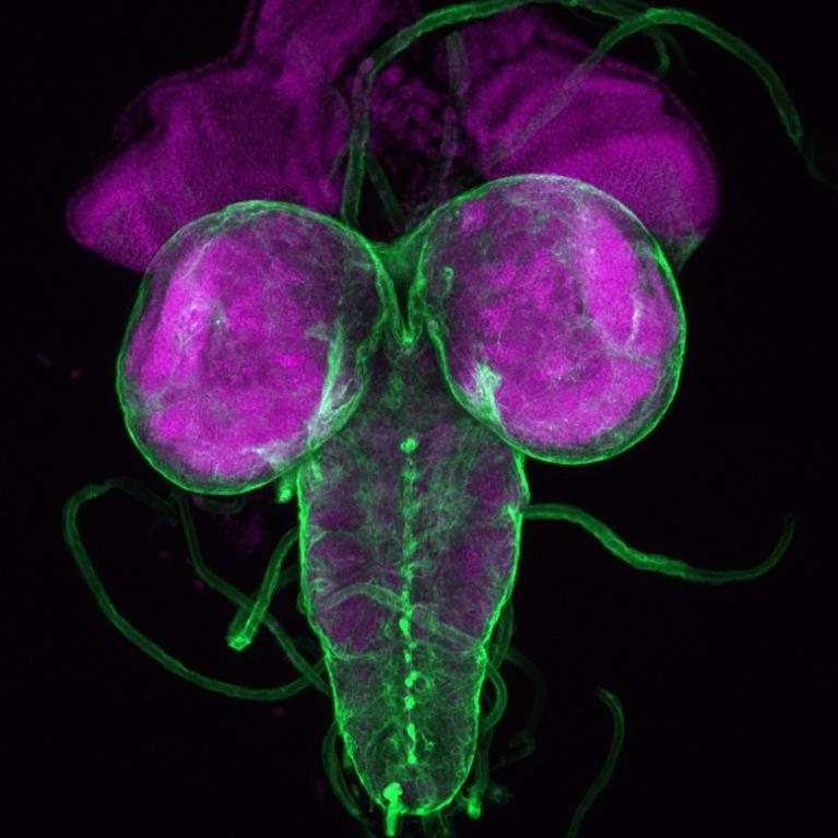 drosophila brain