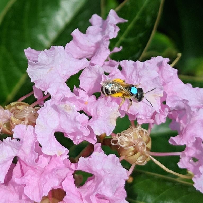 A Halictus ligatus sweat bee feeding on a flower, marked with a blue dot by researchers