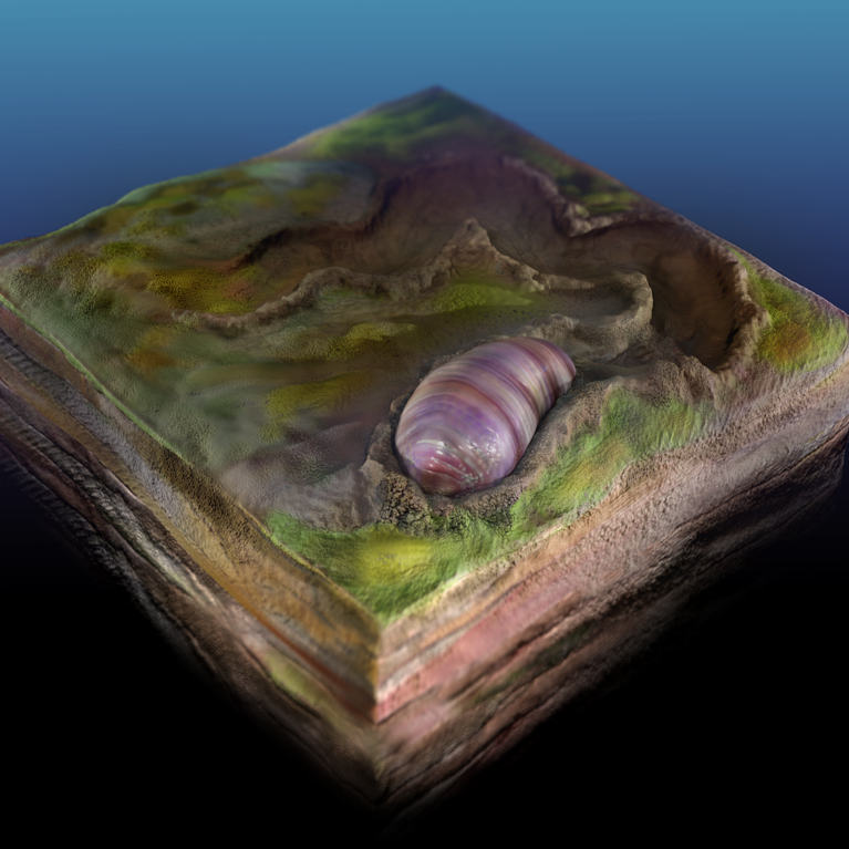 artists rendering of ikaria wariootia