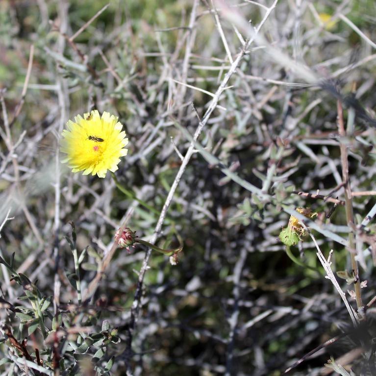 A native California bee on a desert dandelion