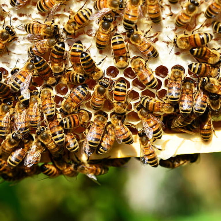 bees on a hive