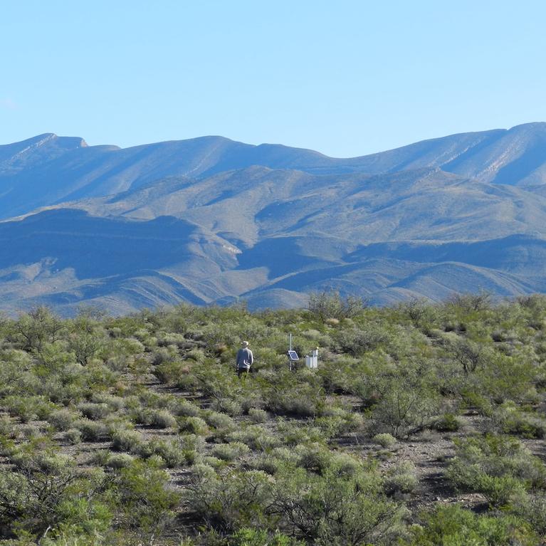 Shrubs in New Mexico