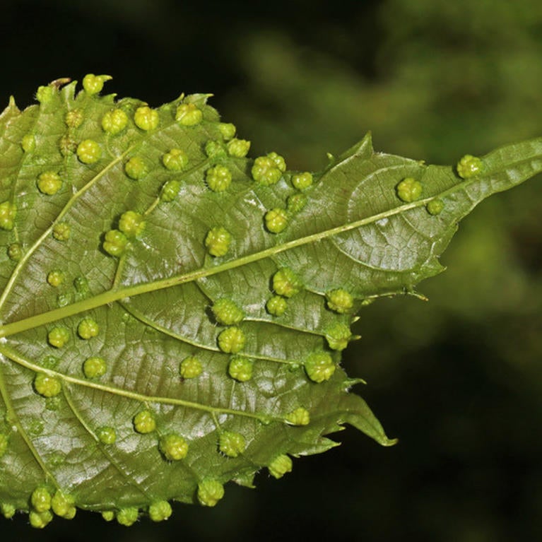 grape leaf galls
