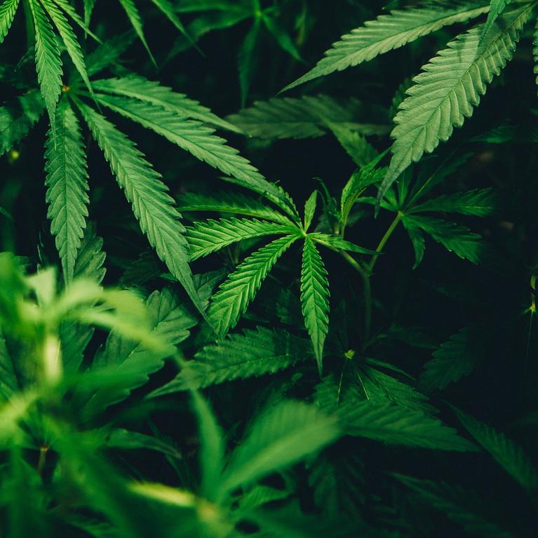 cannabis plants