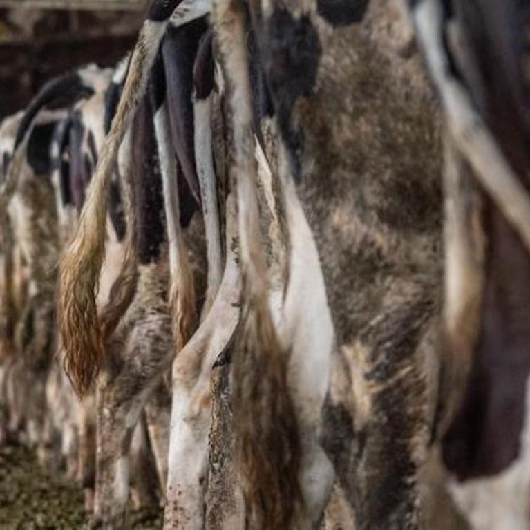 cows packed in tightly at a factory farm