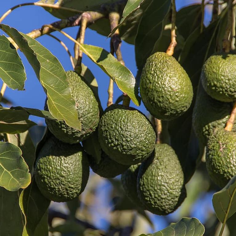 avocados