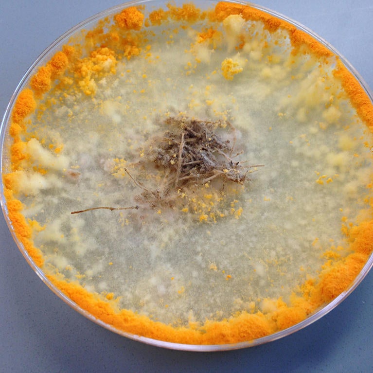 neurospora