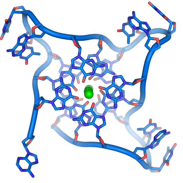 quadruplex DNA