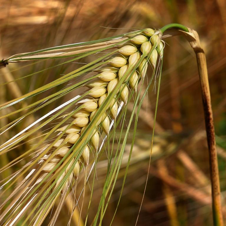 barley