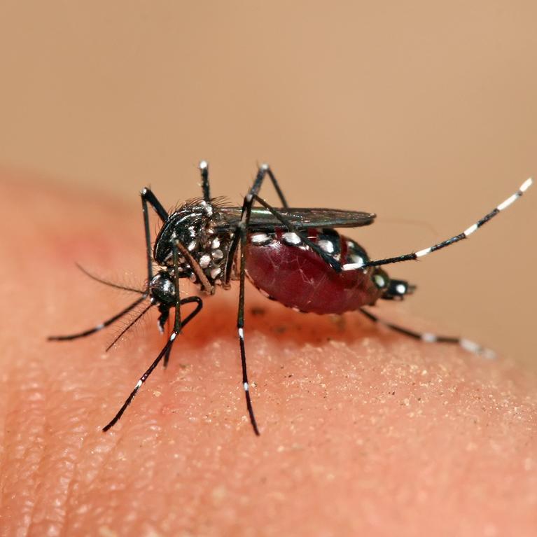Aedes mosquito