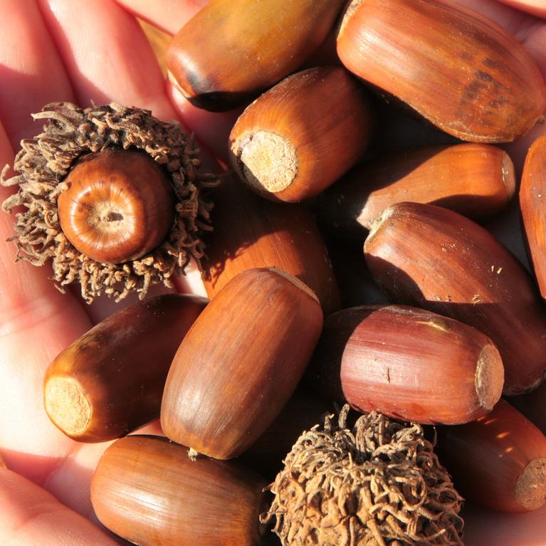 acorns