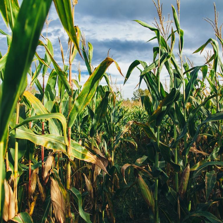 Corn growing in a field