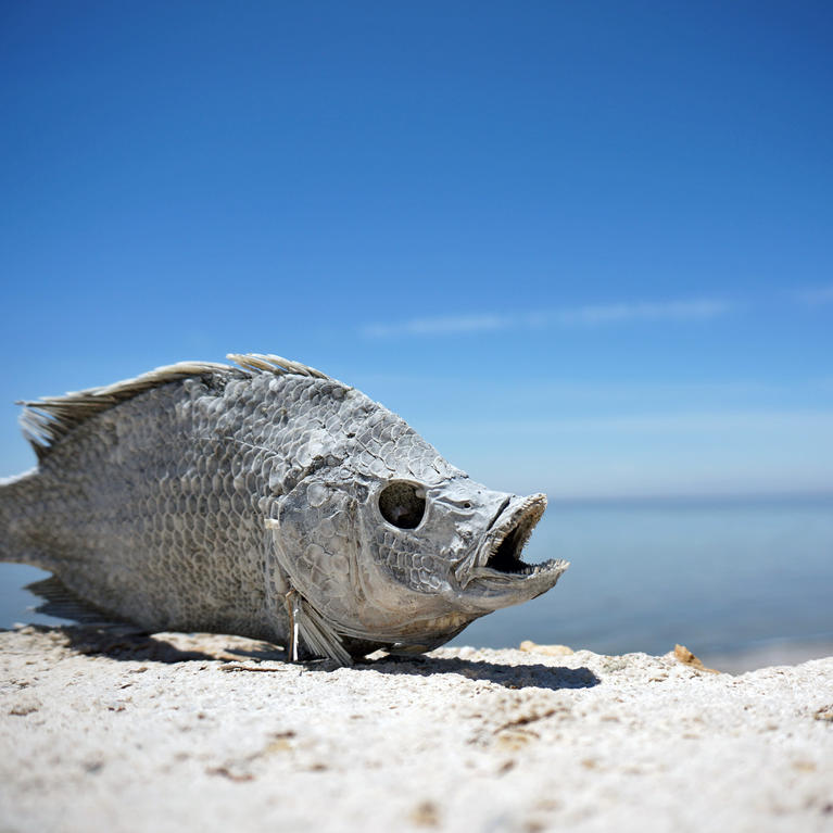 Salton Sea dead fish