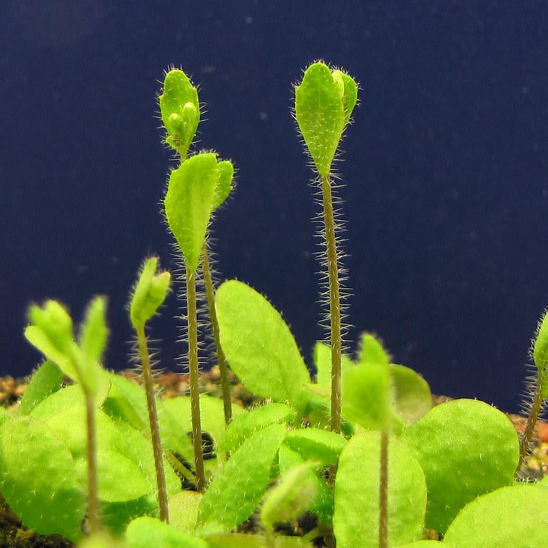 arabidopsis bolting
