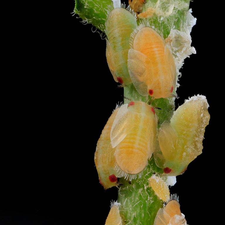 Asian citrus psyllid nymphs