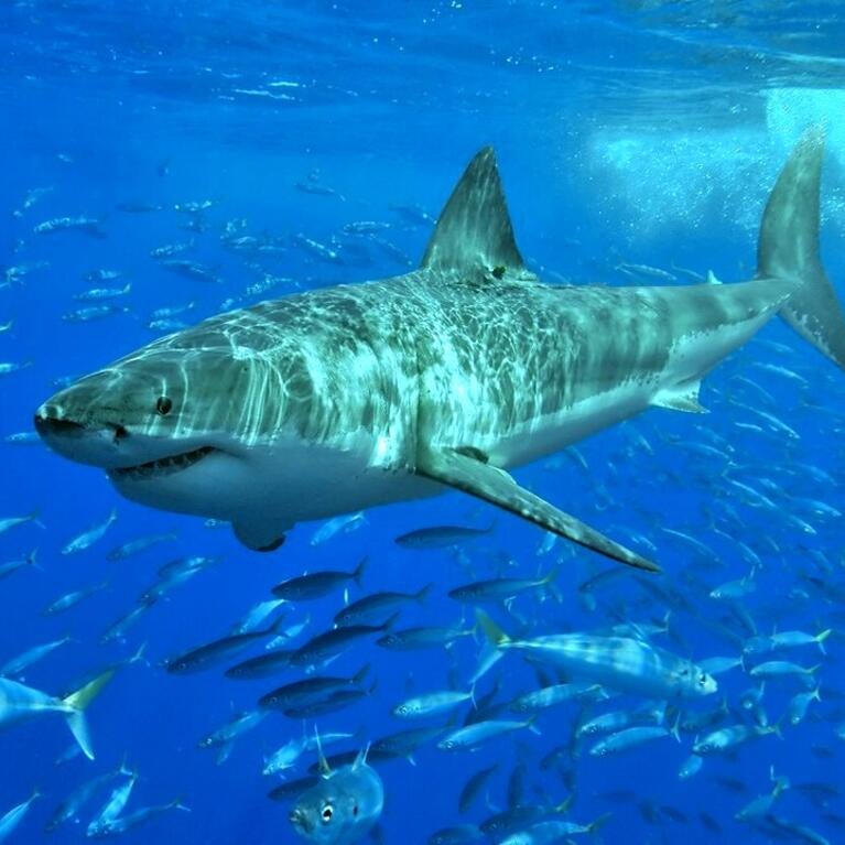 Great white shark