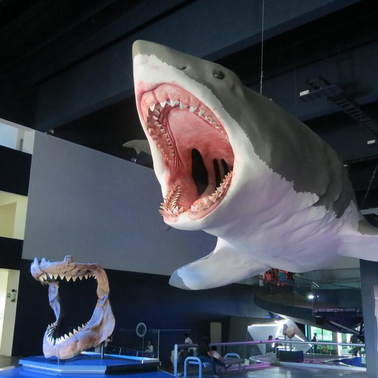 Megalodon on display