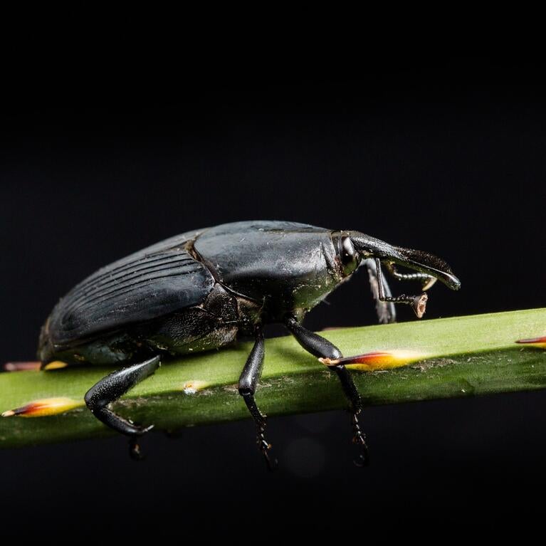 R. palmarum is a destructive palm pest in its native and invaded ranges. 