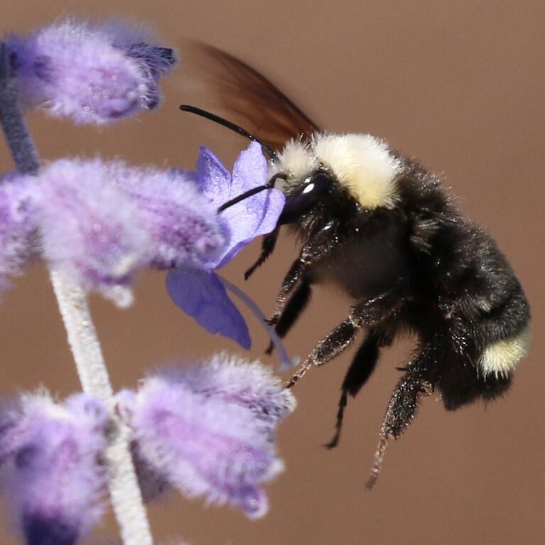 Bombus vosnesenskii