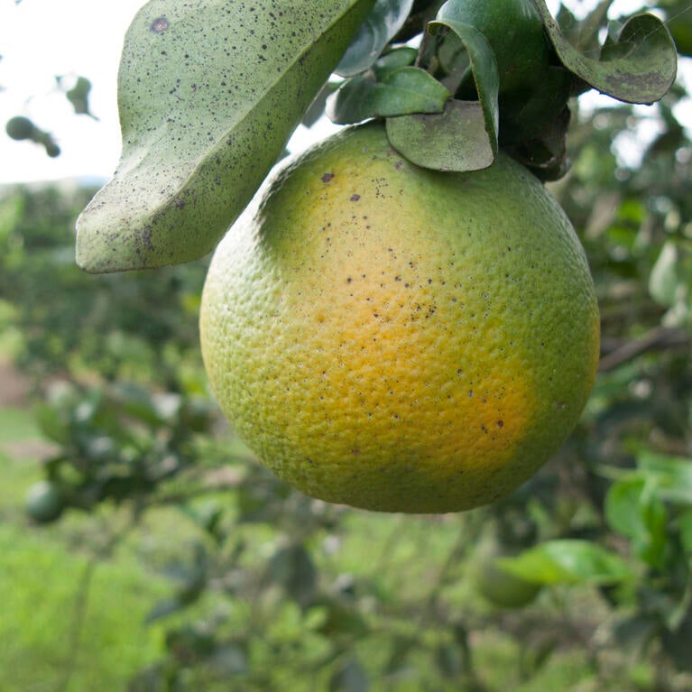 citrus greening