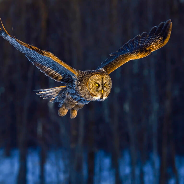 great gray in flight