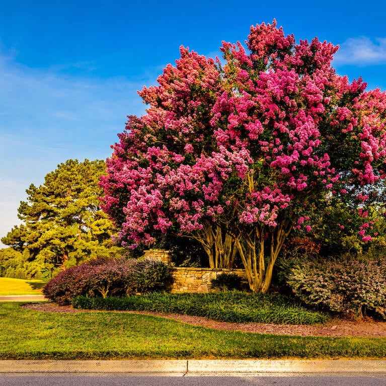 crepe myrtle on a lawn
