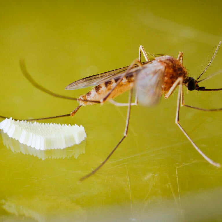 Mosquito and eggs