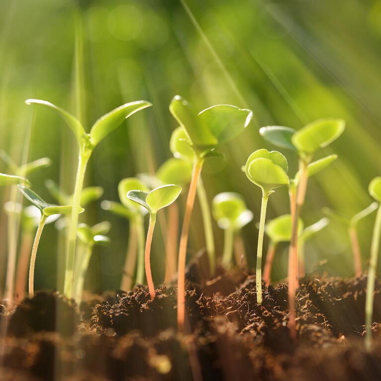 seedlings in sunlight