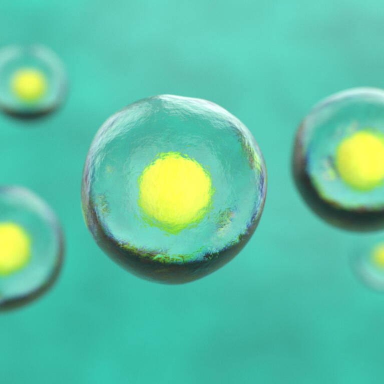 stem cells