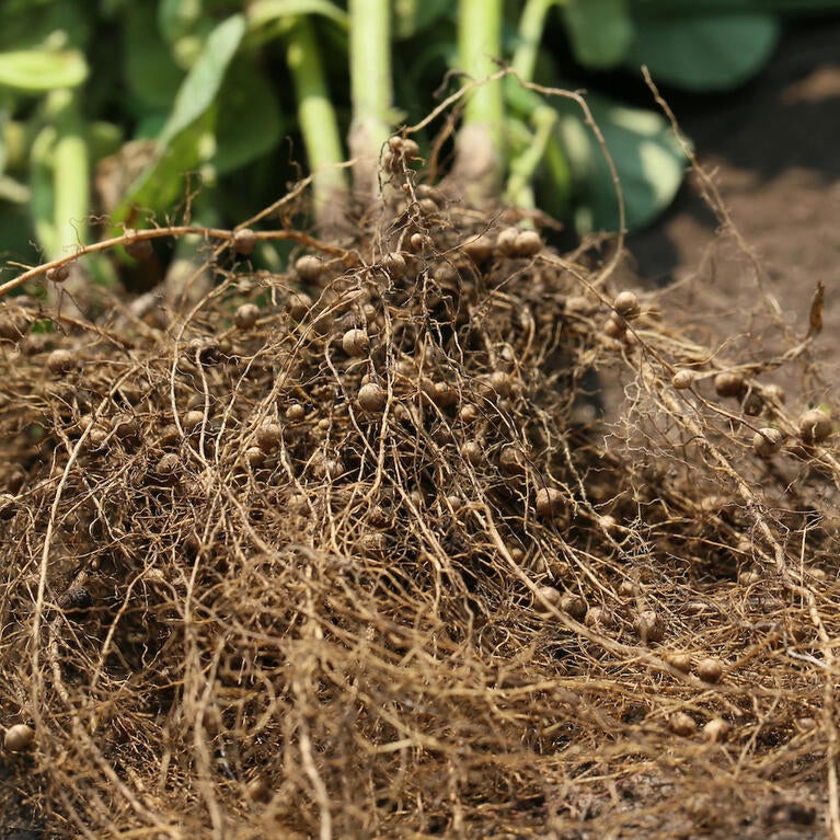 Root nodules