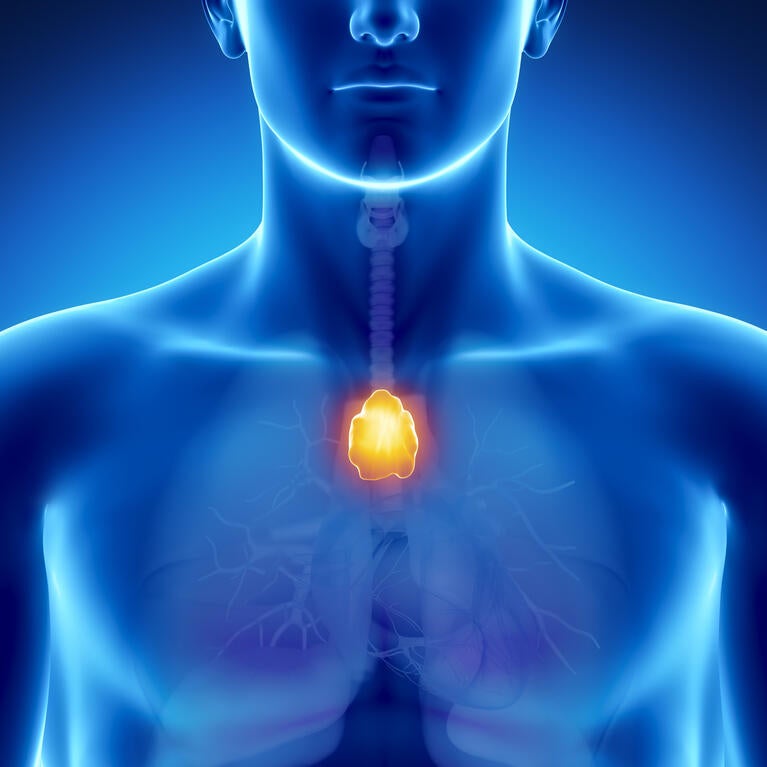 Thymus